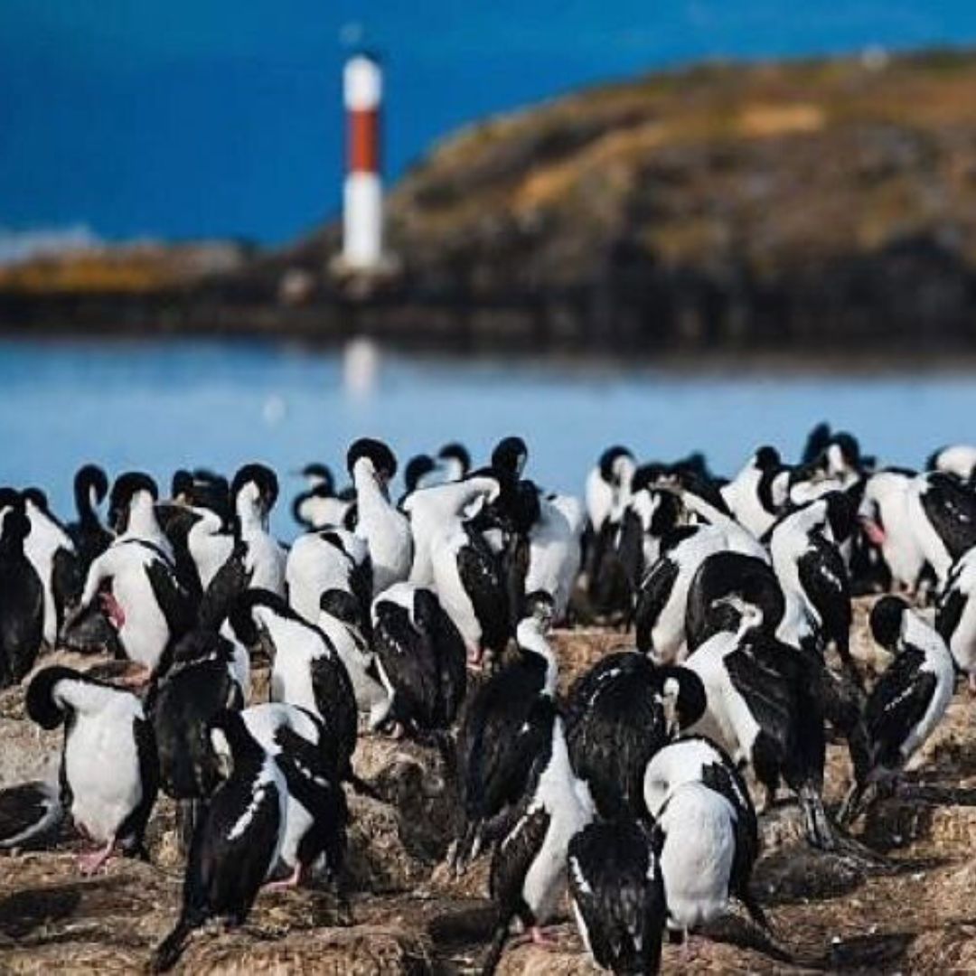 Canal Beagle y Pingüinos